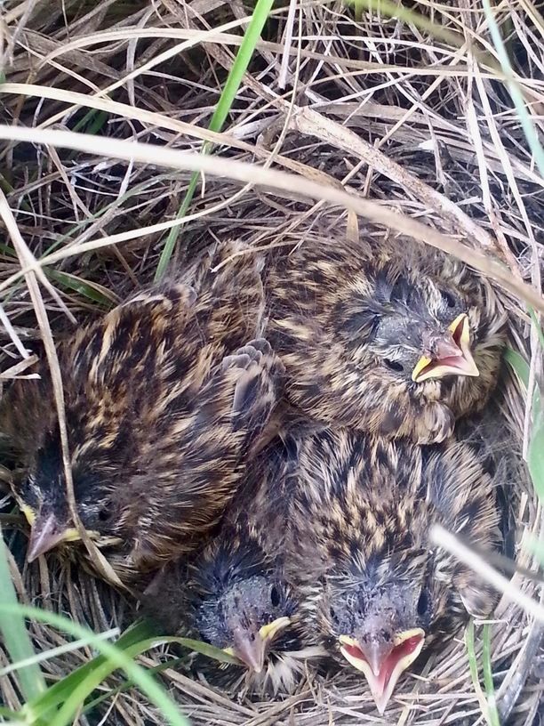 Savannah Sparrow, Passerculus sandwichensis nestlings by Kati Fleming is licensed under CC BY-SA 3.0.